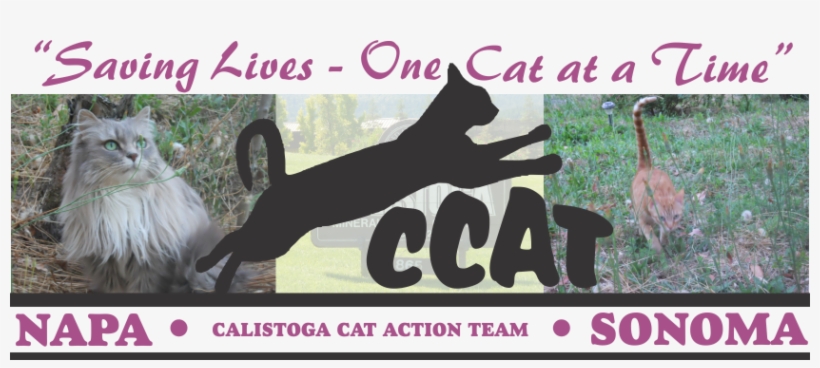 Calistoga Cat Action Team, transparent png download