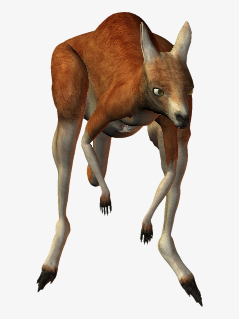 Download Png Image Report - Kangaroo, transparent png download