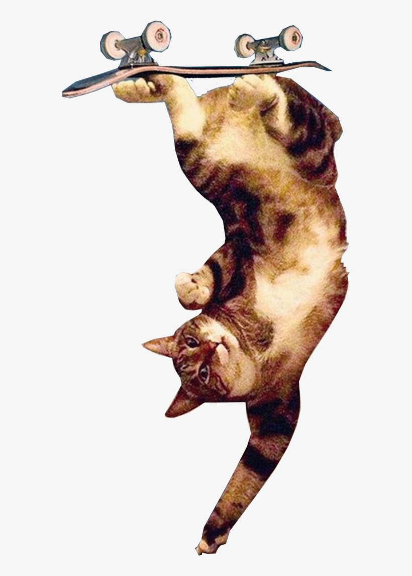 Upsidedown Cat Trick - Jumping, transparent png download