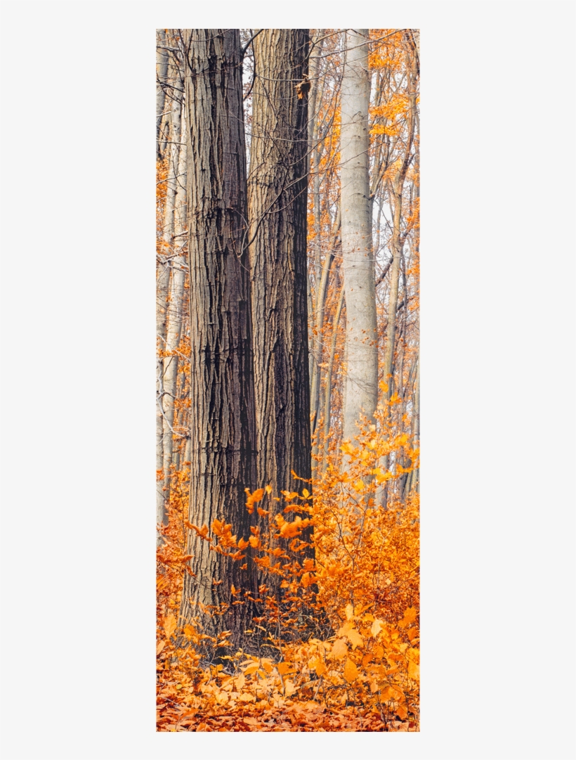 Fall Trees Door Mural Landscapes & Nature Eazywallz - Autumn Mood, transparent png download