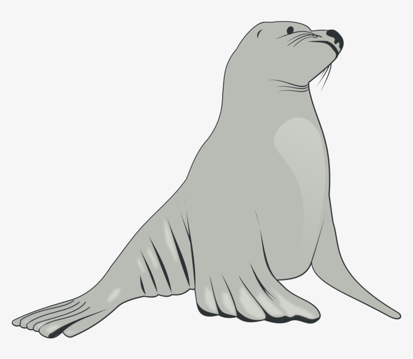 Walrus Drawing Arctic - Sea Lion Clipart, transparent png download