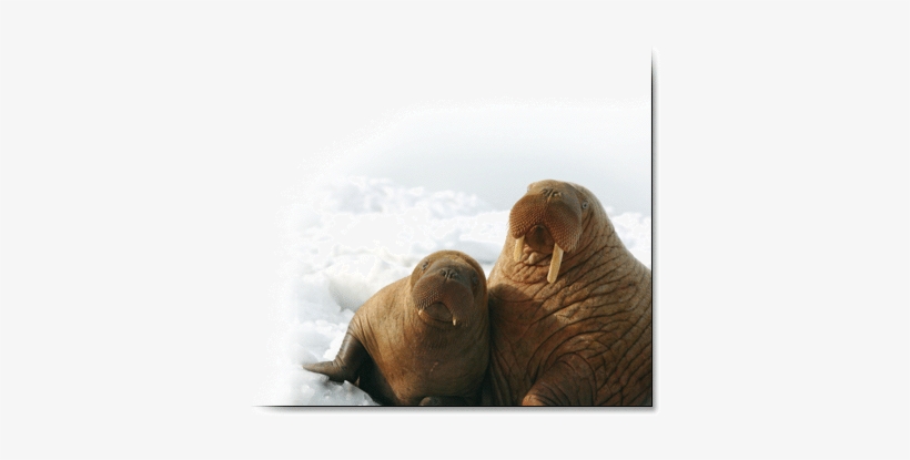Pacific Walrus, transparent png download