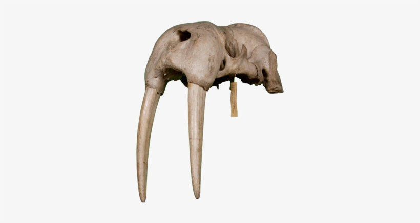 3d View - Walrus, transparent png download