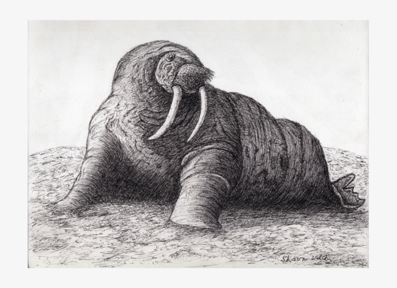 Walrus - Drawing Of Walrus Transparent, transparent png download