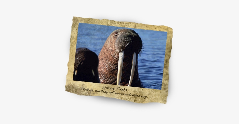 Photo Courtesy Of Www - Walrus, transparent png download