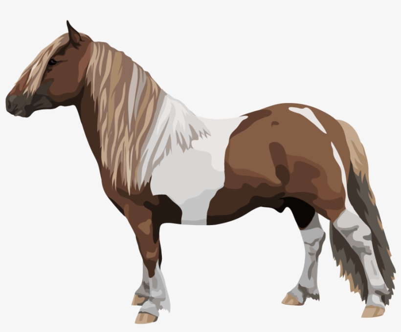 Pony Breeds Examples - Pony, transparent png download