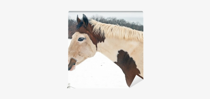 Mane, transparent png download