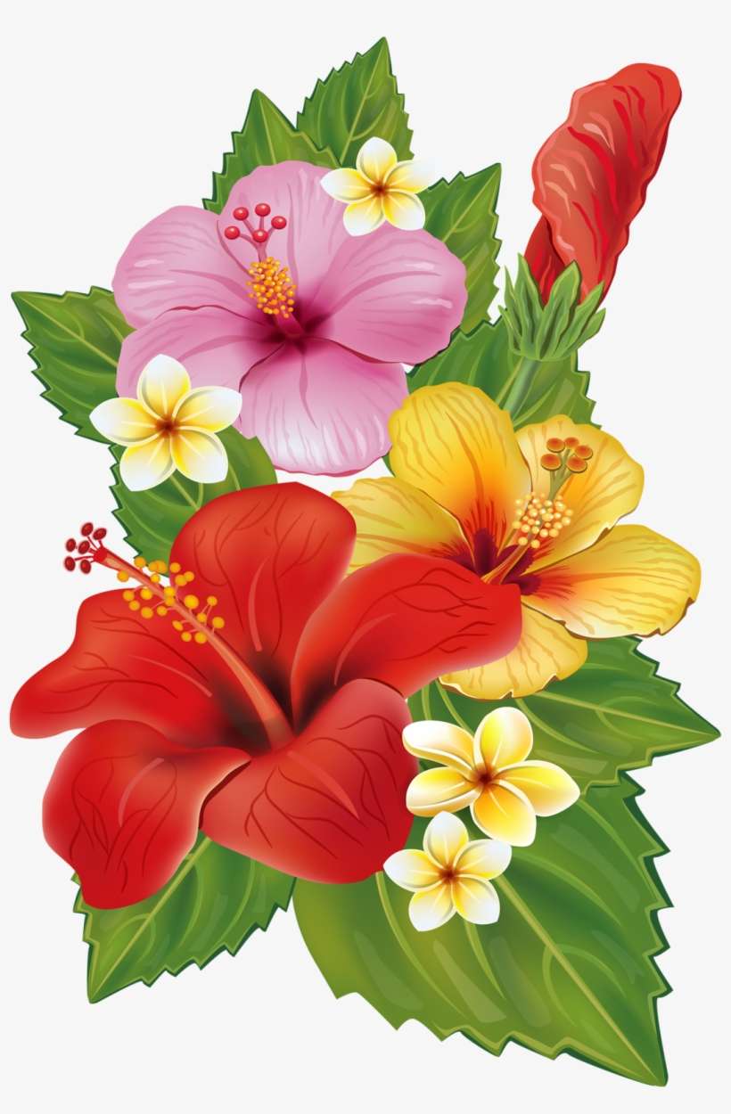 Vector Free Hummingbird Clipart Hibiscus - Tropical Png, transparent png download