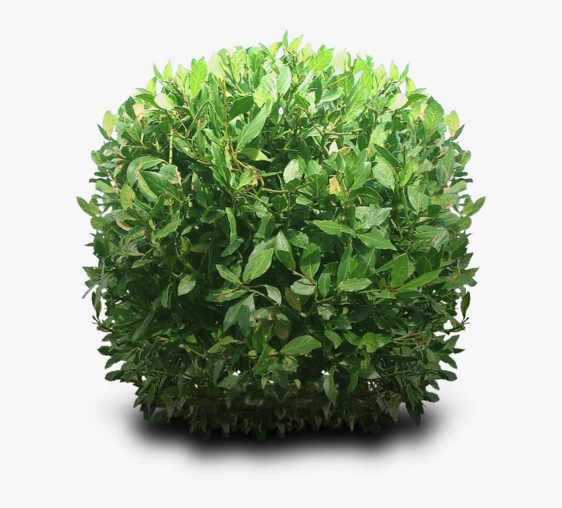 Shrub Png By Dbszabo1 - Bushes Png, transparent png download