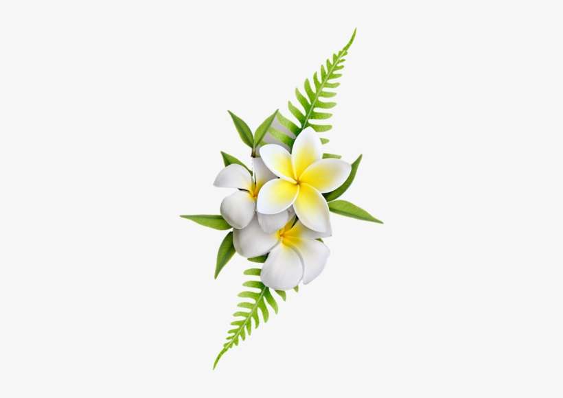 Pin By Jill Kingston On Printables - Plumeria Png, transparent png download