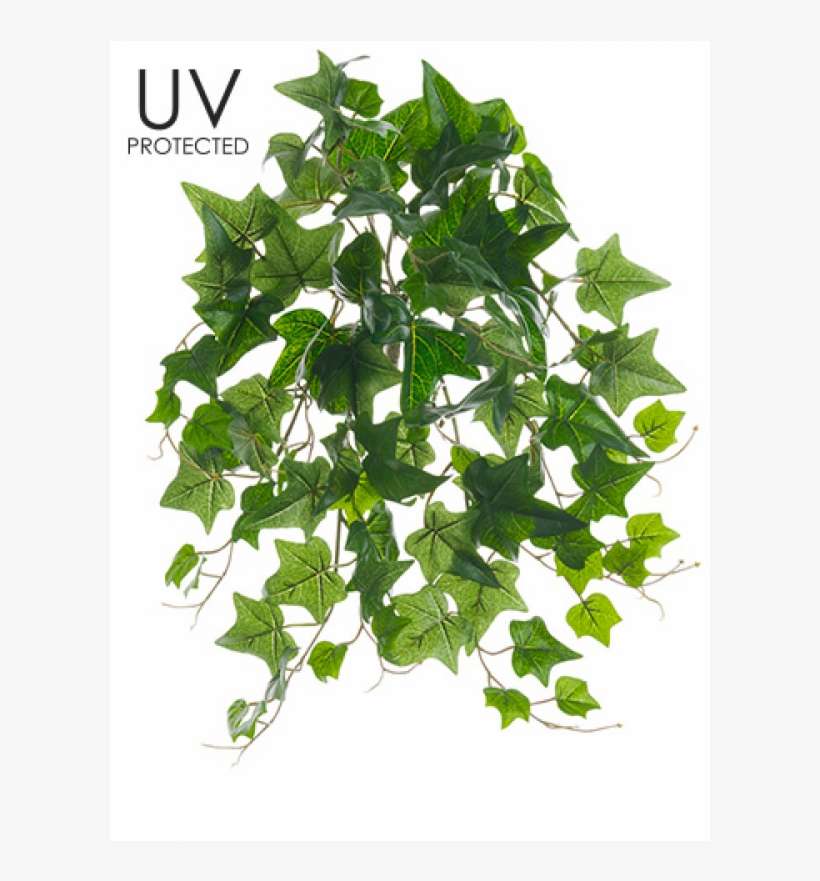 19" Uv Protected Ivy Bush Green - Tree, transparent png download