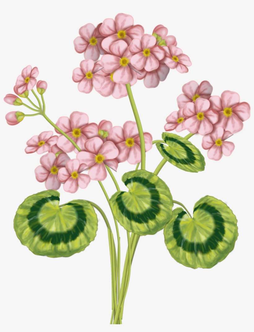 View All Images At My 4shared Folder - Impatiens, transparent png download