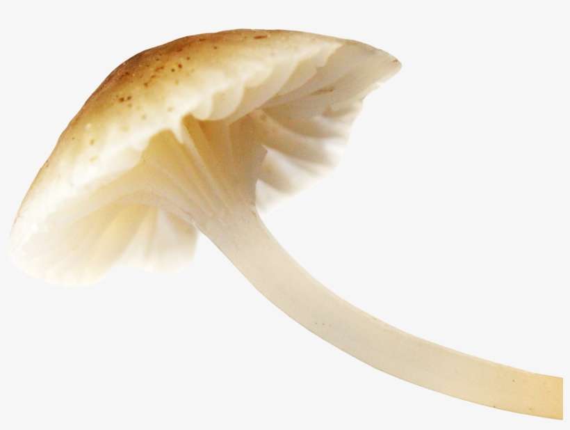 Mushroom Png Image - Mushroom Png, transparent png download