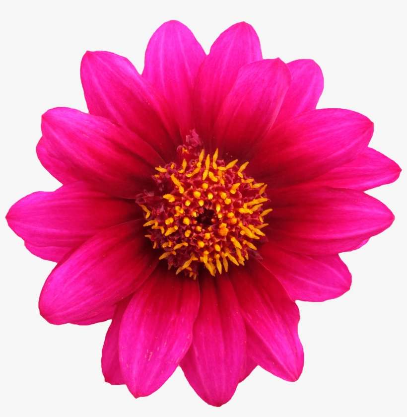 Pink Flower Yellow Stamen Transpa Png Stickpng Flower With No