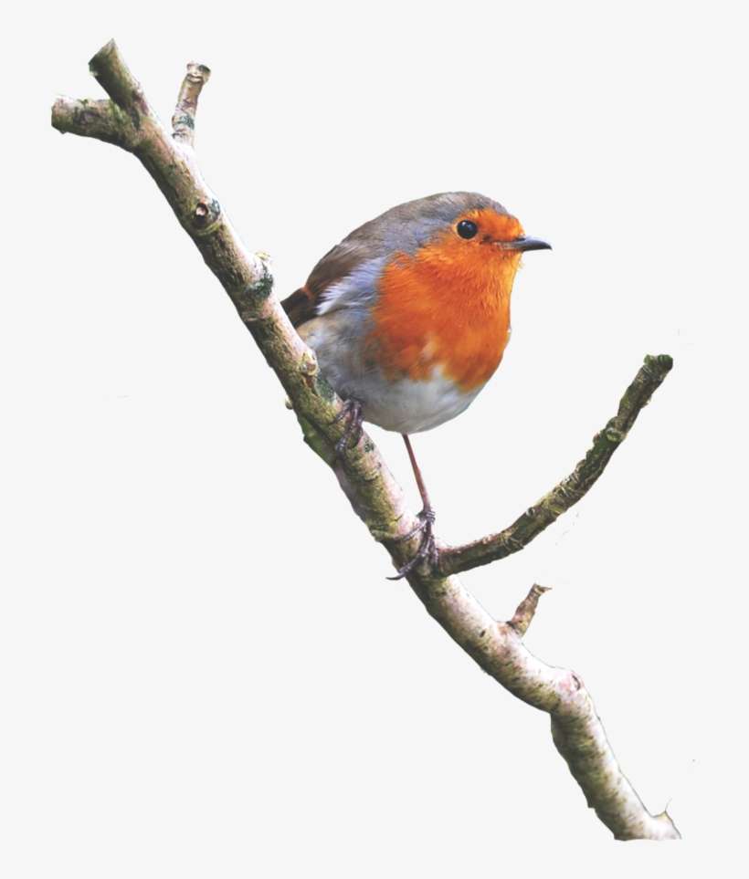 Robin On A Branch Png - Bird On Branch Png, transparent png download