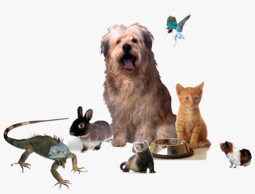 Many Animals - Therapy Dog And Other Stories, transparent png download