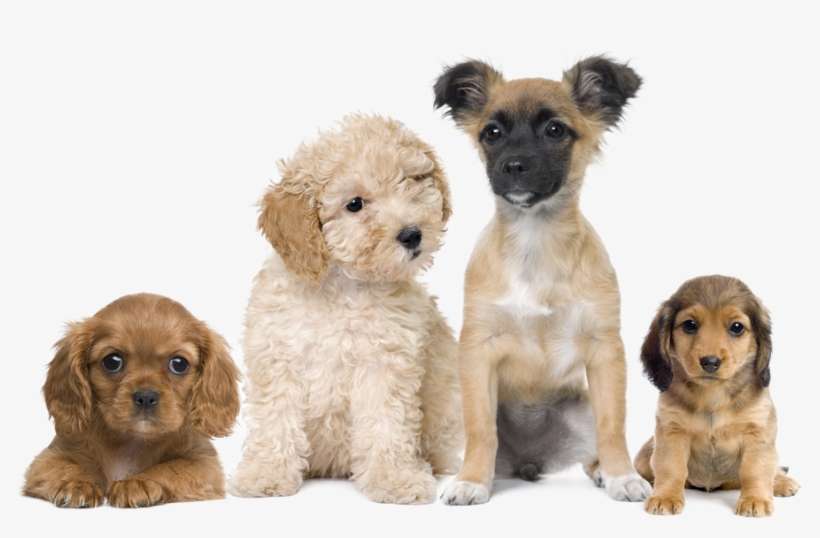 Puppies Transparent Background Png - Imagem De Cachorro Png, transparent png download