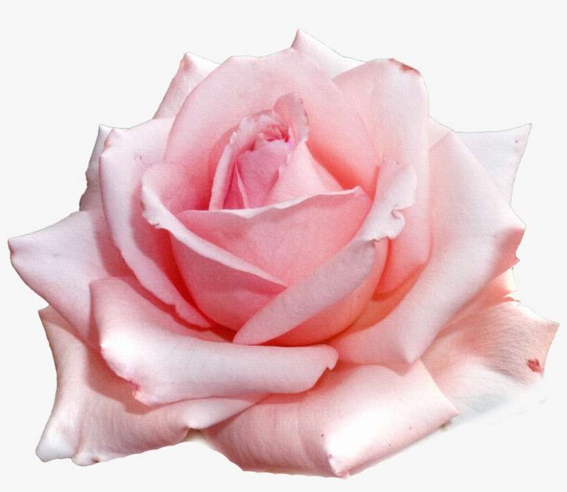 Flores Png - Flowers, transparent png download