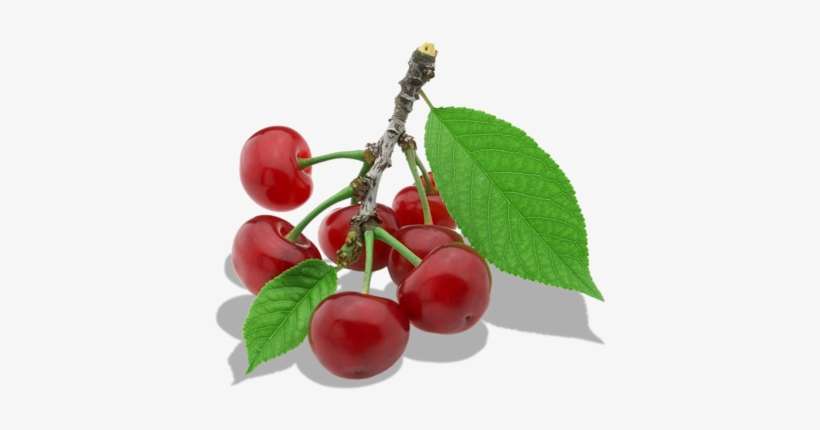 Twig Of Cherry Png Clipart - Cherry Leaf Png, transparent png download
