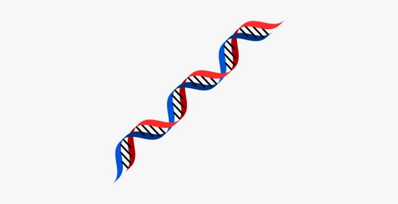 Dna Red Blue Genetics Human Woman Man Spec - Dna Red And Blue, transparent png download