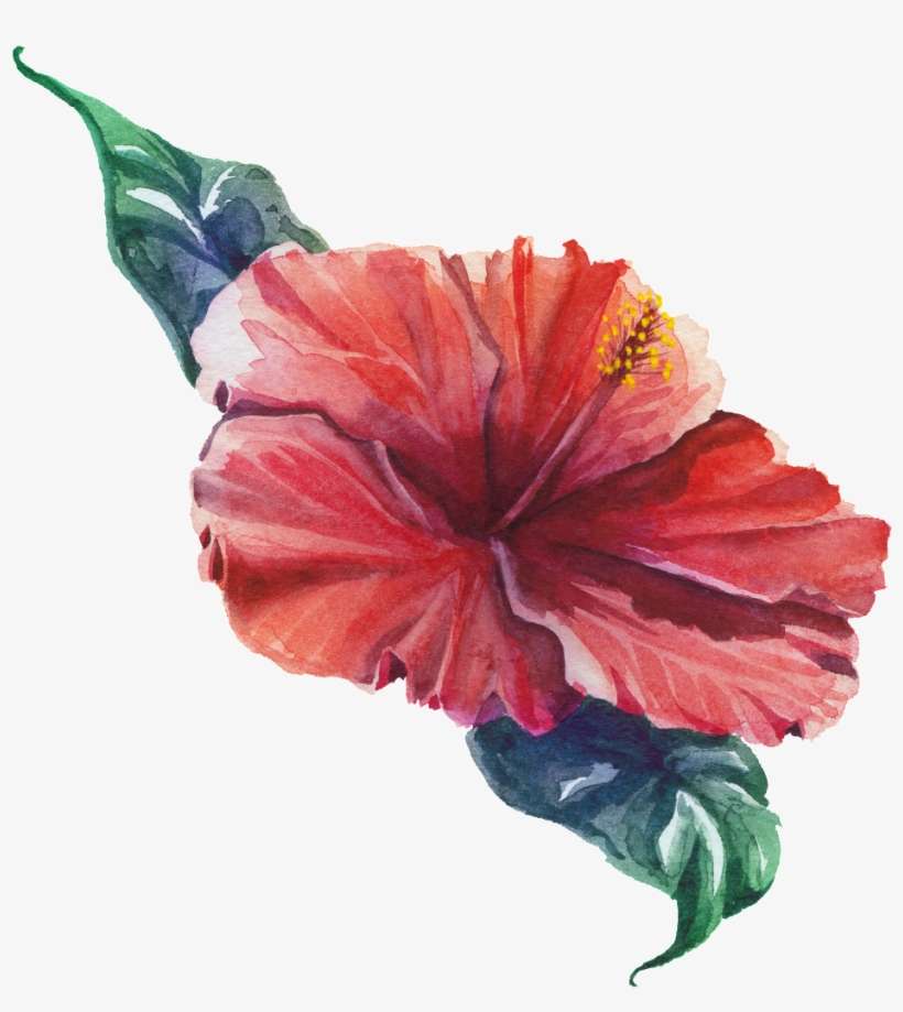 Colorful Blooming Transparent Watercolor Flowers - Watercolor Painting, transparent png download