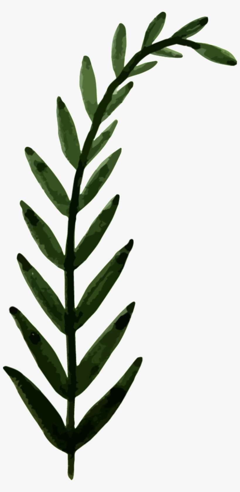 Hand Painted Leaves Png Transparent - Baby Announcement, transparent png download