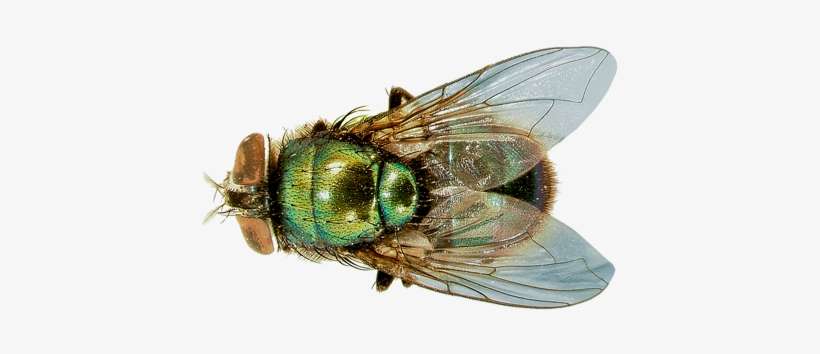 Flies - Green Bottle Fly Wings, transparent png download
