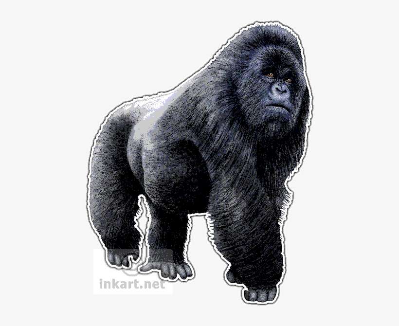Wildlife Art Rainforest Mammals - Eastern Lowland Gorilla Png, transparent png download