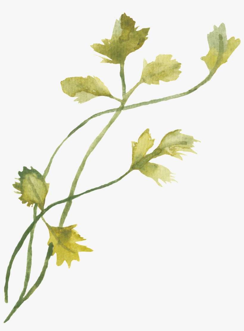 Vine Transpa Decorative Png S - Cilantro Watercolor Print, transparent png download