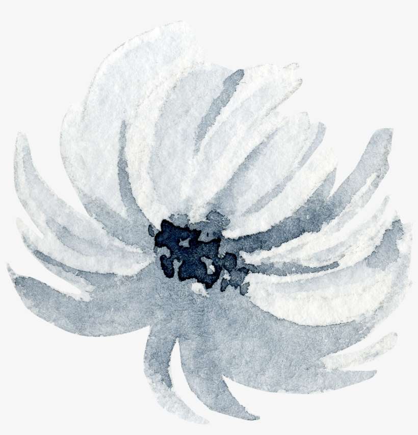 Flr - American Witch Hazel, transparent png download