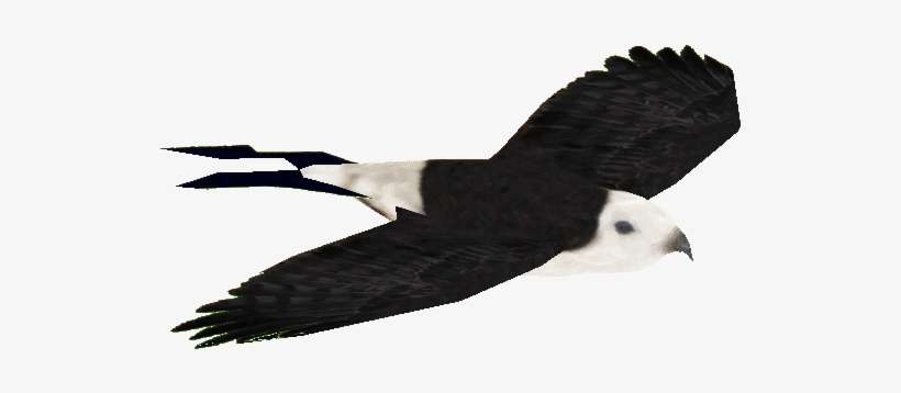 Swallowtailkite - Swallow Tailed Kite Png, transparent png download