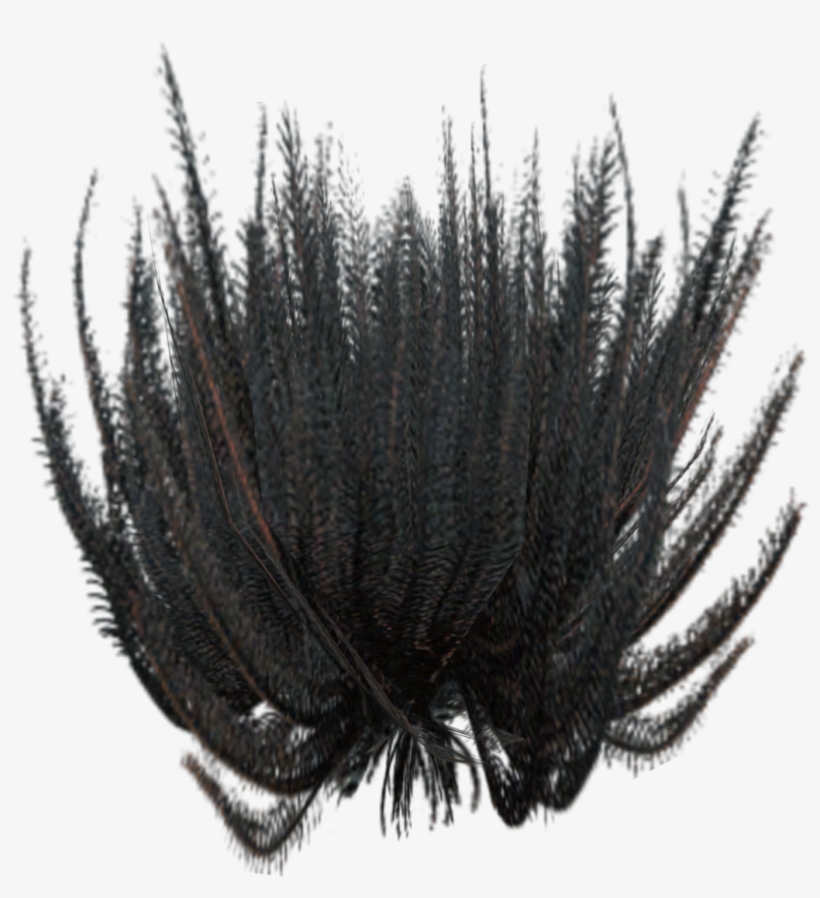 Feather Star 2 - Plant, transparent png download