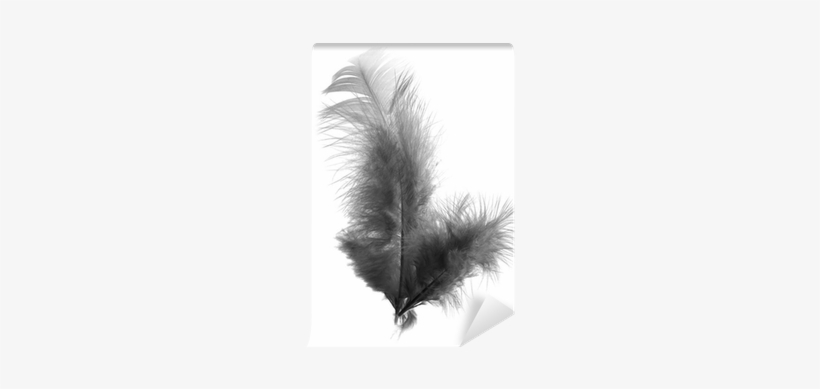 Black Feather On A White Background Wall Mural • Pixers® - Photography, transparent png download