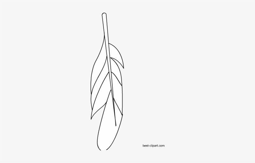 Black And White Feather - White Feather, transparent png download