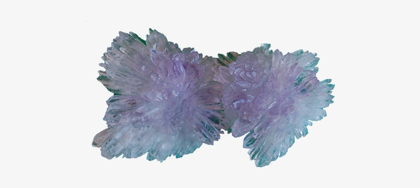 Amethyst Flower - Browallia Americana, transparent png download