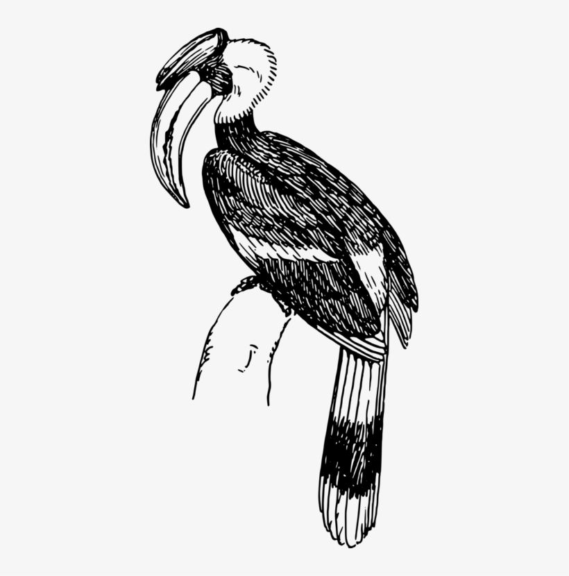 Bird Black And White Casqued Hornbill Beak Great Hornbill - Hornbill Black And White, transparent png download