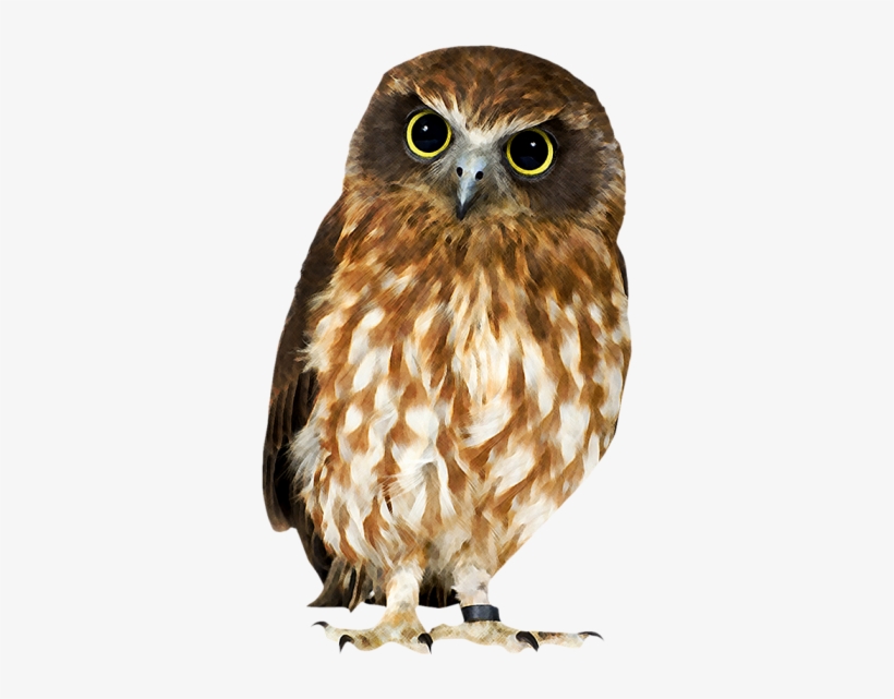 Owl With White Background, transparent png download