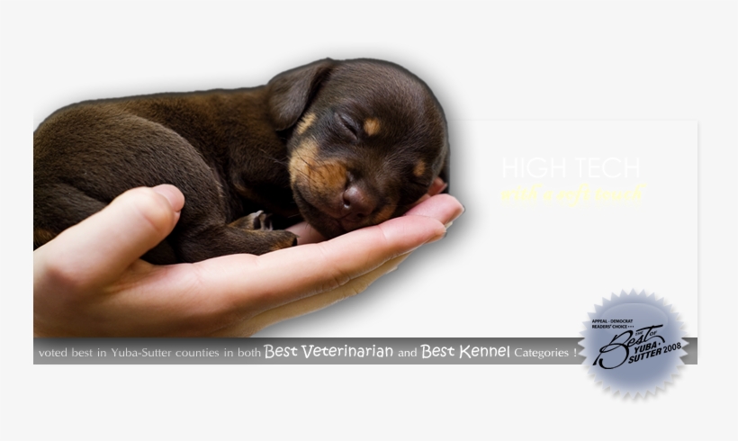 Png24 In Photoshop - Veterinarian, transparent png download