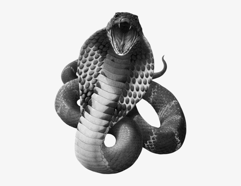 Black Mamba Snake Png Image Background - King Cobra Snake Png, transparent png download