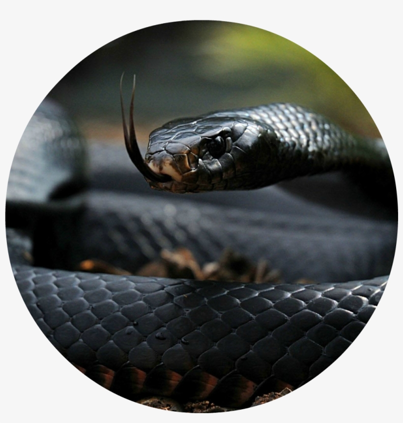 Cobra Wild Snake Nature Tongue Black Color Animals - Black Cobra Snake Hd, transparent png download