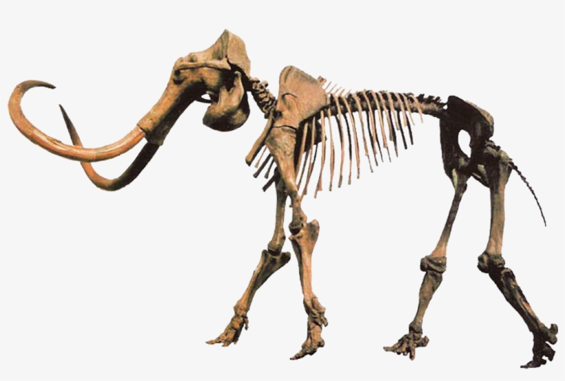 Hebior Mammoth Clean - Mammoth Fossils, transparent png download