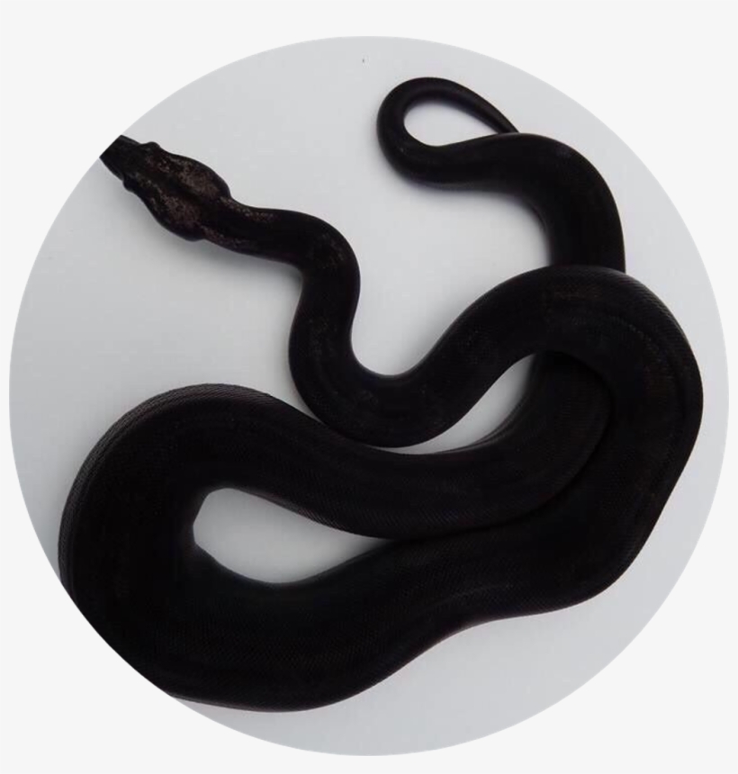 Aesthetics Snake, transparent png download