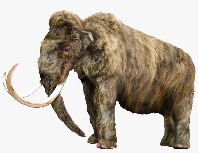 Mammoth Vector Tusk - Mastodon Png, transparent png download