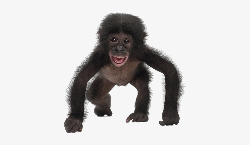 Spy In The Wild: Part One, transparent png download