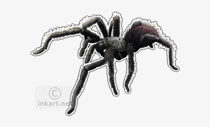 Bay Area Blond Tarantula Decal - Tarantulas Of The World Journal, transparent png download