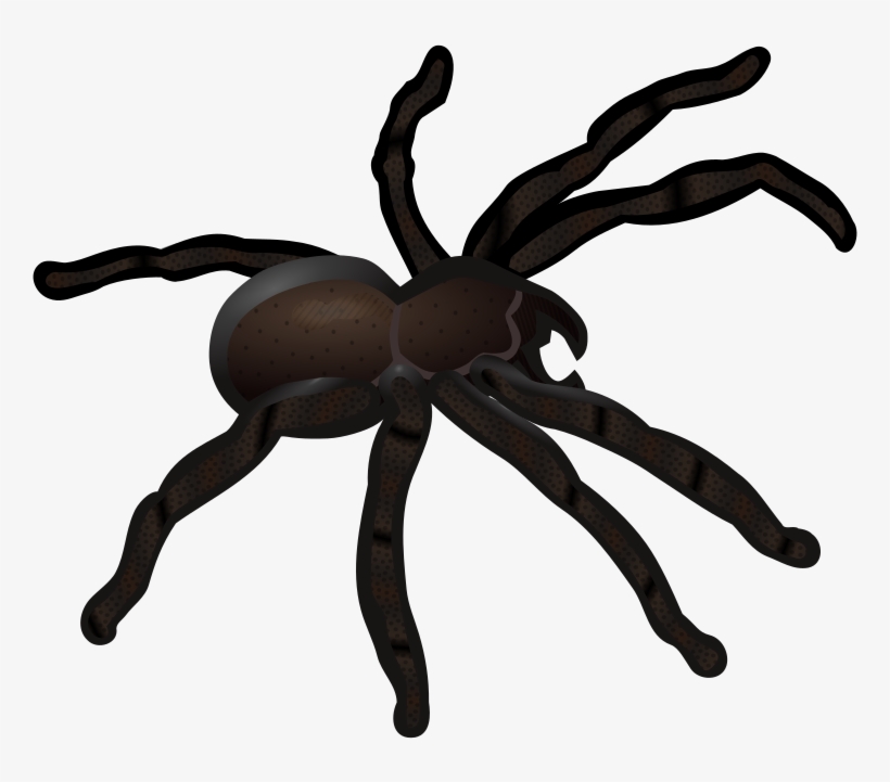 Graphic Royalty Free Coloured Medium Image Png - Tarantula Clipart, transparent png download