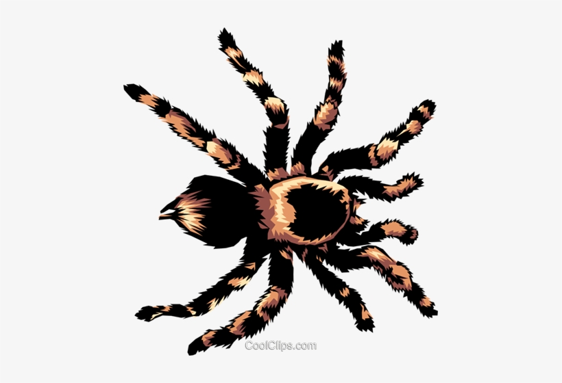 Tarantula Royalty Free Vector Clip Art Illustration - Tarantula Clipart No Background, transparent png download