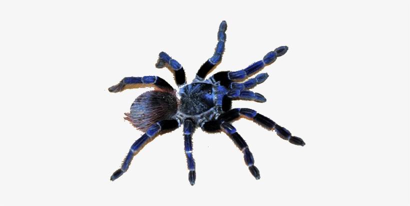 Transparent Cobalt Blue By Dagger - Cobalt Blue Tarantula Transparent, transparent png download