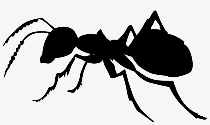 Ants - Ant Black And White, transparent png download