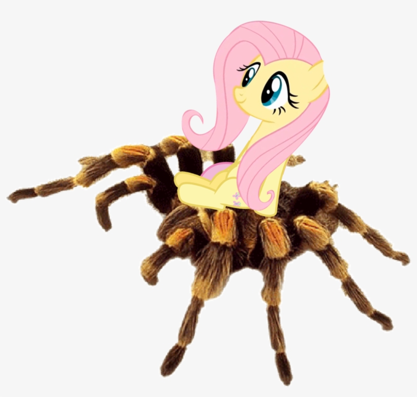 Female, Fluttershy, Mare, Pegasus, Pony, Red-kneed - Fluttershy Tarantula, transparent png download